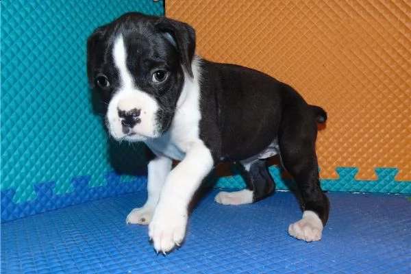  regalo boxer | Foto 0