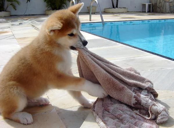 cucciolo di akita inu (rex)