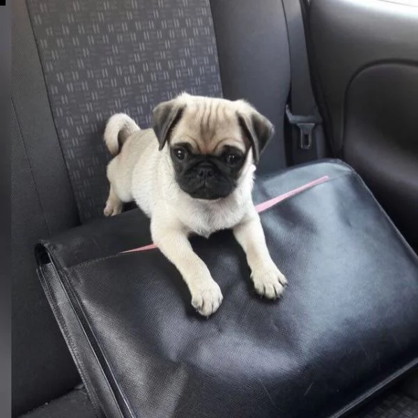 cuccioli di carlino maschio e femmina