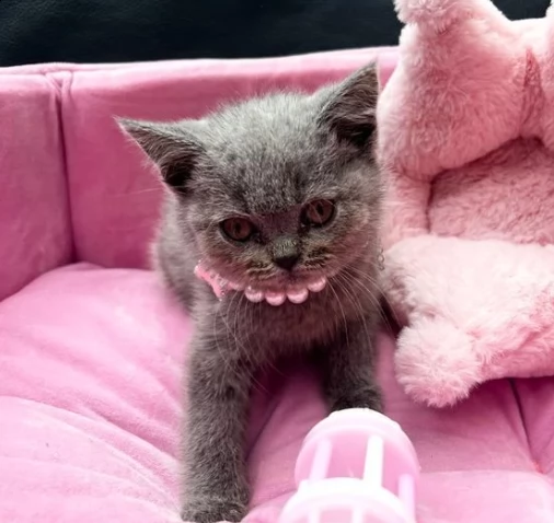 meravigliosi gattini british blue | Foto 0