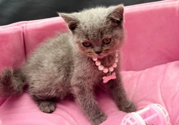 meravigliosi gattini british blue