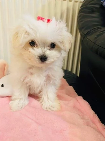regalo cuccioli di volpino pomerania  di 90 giorni nata e  svezzata in ambiente familiare. viene mun