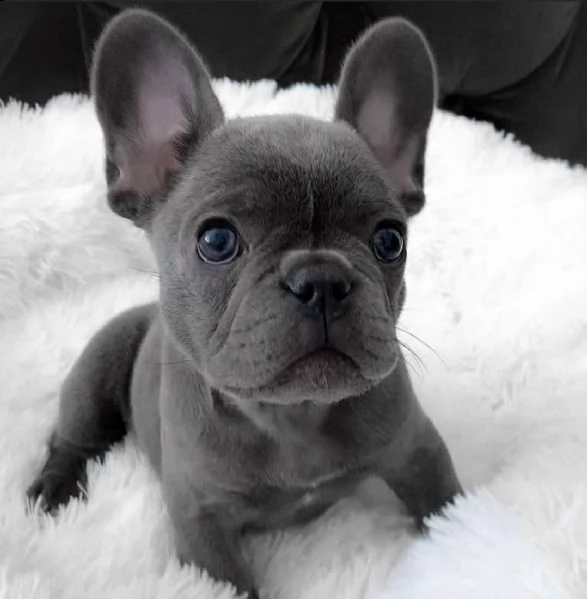 adorabile bulldog francese per regalo adozione[at]#[at]%%#[at]