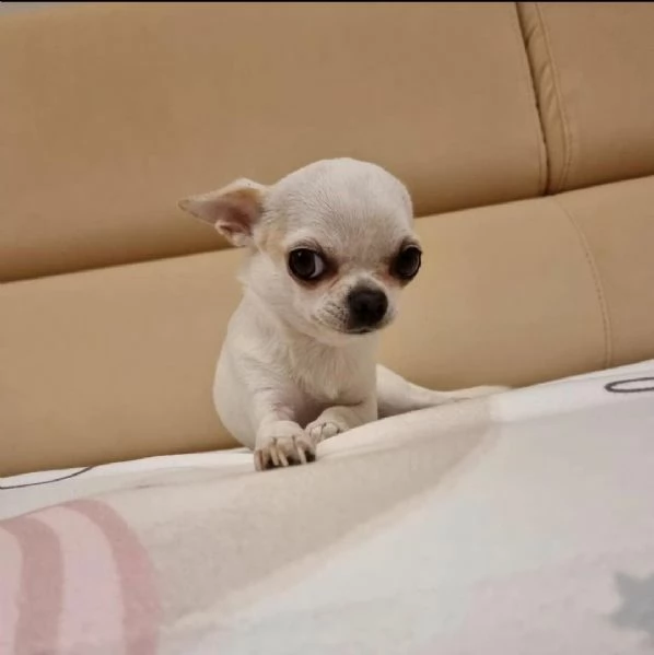 regalo cuccioli di chihuahua%%%%