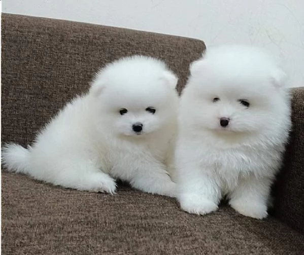 cuccioli pomerania bianchi 