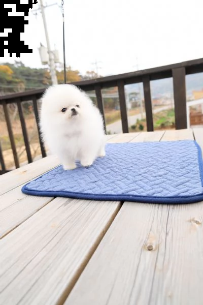 disponibili cuccioli di puro spitz pomerania