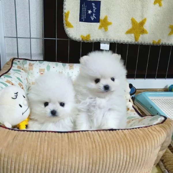 disponibili cuccioli di puro spitz pomerania!! | Foto 0