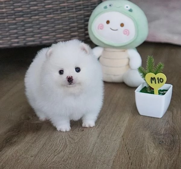 cuccioli di spitz nano tedesco!!!! | Foto 0