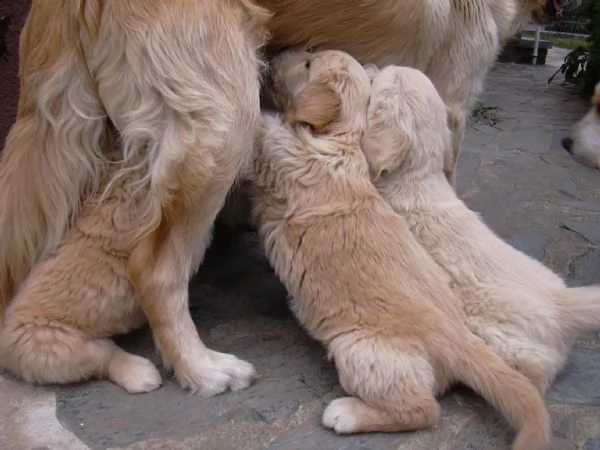 golden retriever cuccioli di alta genealogia | Foto 0