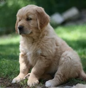 Golden Retriever cuccioli di alta genealogia