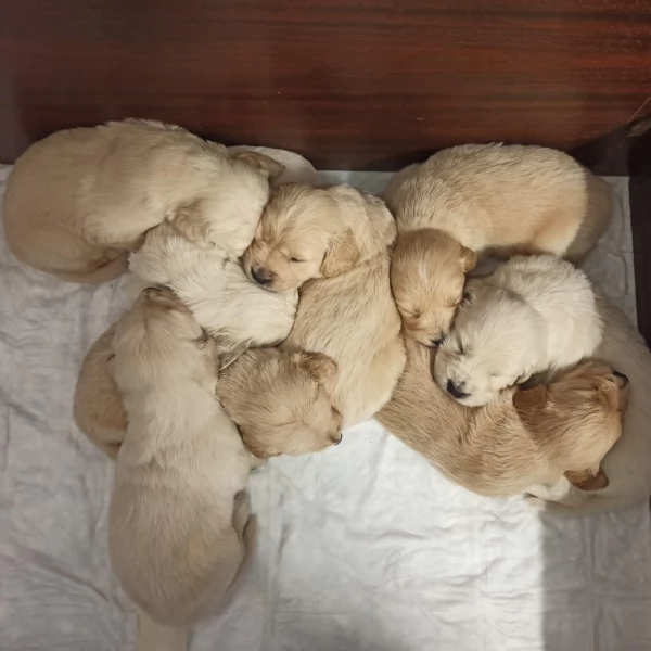 Cuccioli Golden Retriever alta genealogia  | Foto 1