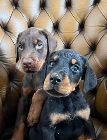 dobermann anglo-americani