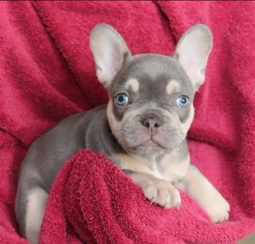 bouledogue francese femmine e maschi