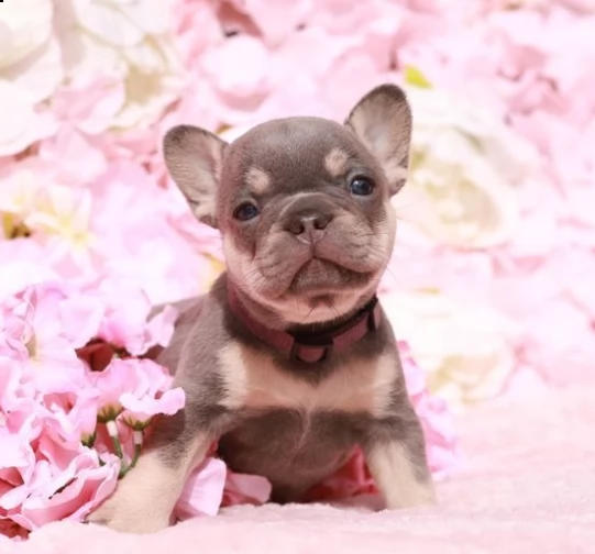 adozione cuccioli bouledogue francese