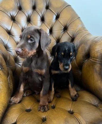 cuccioli dobermann di razza pura