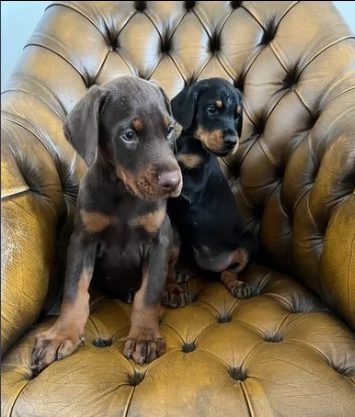 cuccioli dobermann di razza pura | Foto 0
