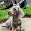 affetuoso cuccioli di bassotto nano