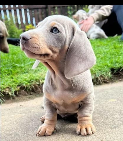 affetuoso cuccioli di bassotto nano | Foto 2