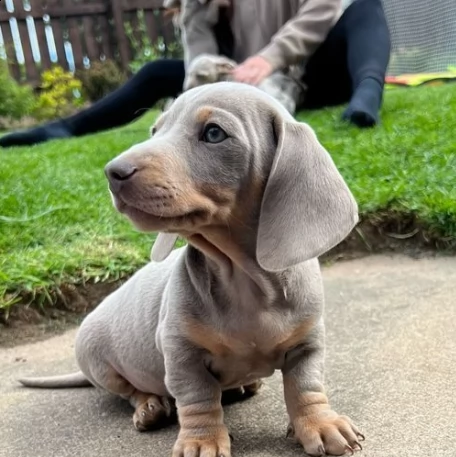 affetuoso cuccioli di bassotto nano | Foto 1