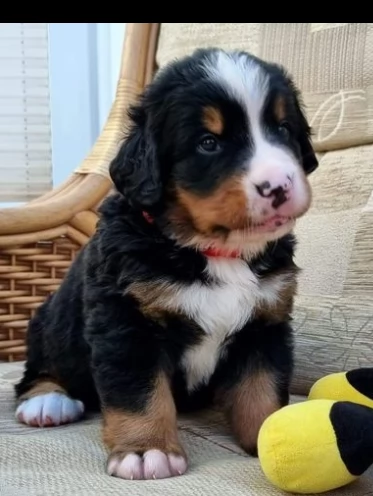 meravigliosi bovaro del bernese cuccioli | Foto 1