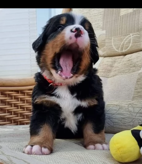 meravigliosi bovaro del bernese cuccioli