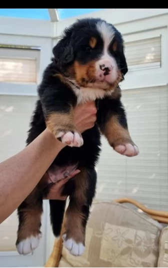 meravigliosi bovaro del bernese cuccioli | Foto 0