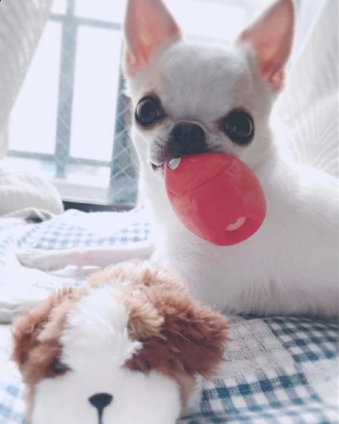regalo chihuahua cuccioli meravigliosi ! nati in casa da nostri esemplari ipertipici carattere ottim