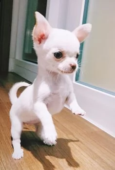 regalo cuccioli di chihuahua disponibili per l'adozione