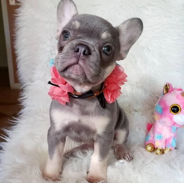 adorabile bulldog francese per regalo adozione[[][