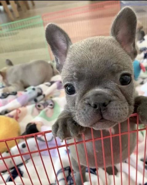 adorabile bulldog francese per regalo adozione