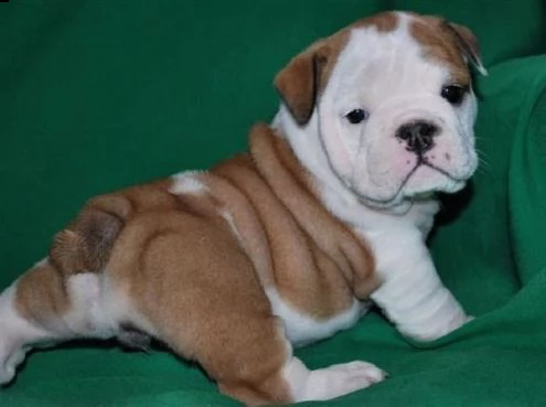 adorabili cuccioli di bulldog inglese femminucce e maschietti disponibili per l'adozione gratuita i 