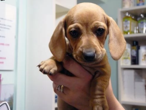bassotto cuccioli disponibili per adozione , molto taglia piccoli, buona salute , dolce carattere e 