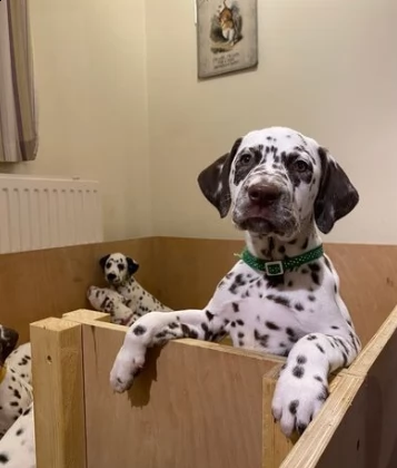 dispone di meravigliosi cuccioli di dalmata | Foto 0