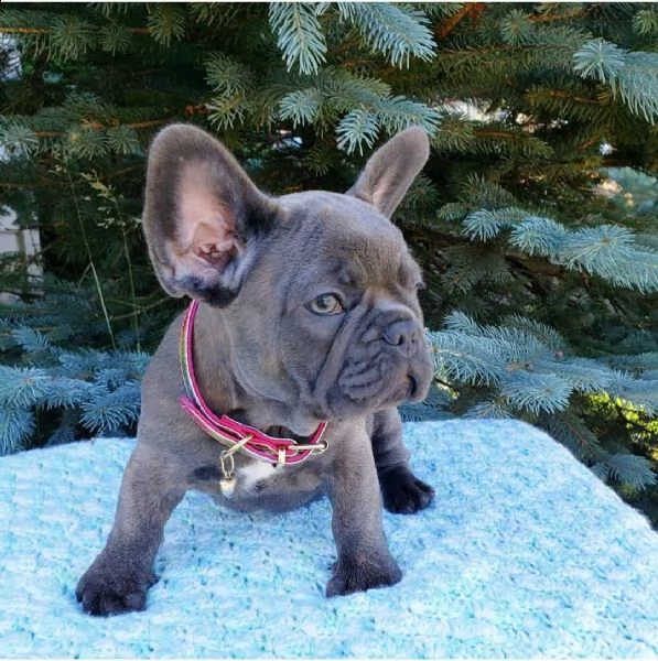 adorabile bulldog francese per regalo adozione[-[[