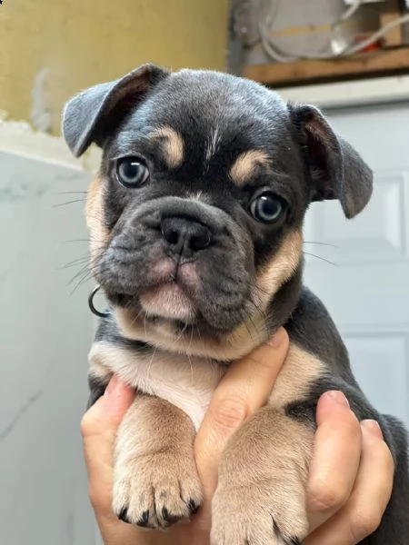  cuccioli di bouledogue francese  maschi in vendita a rimini (rn) vendo cucciolo maschio di bulldog 