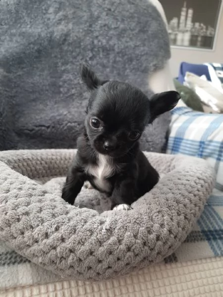  cucciolo di chihuahua toy  (marieiris783[at]gmail[.com]) grazi