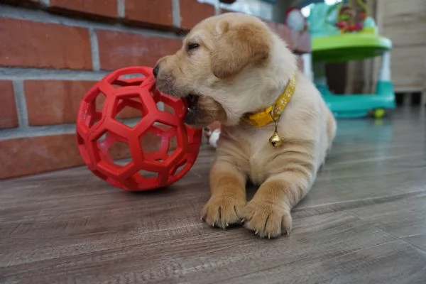  labrador cuccioli introvabili cuccioli di labrador albicoca intelligenti e dolcissimi attaccati al 