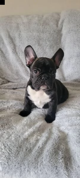 disponibili splendidi cuccioli di bulldog francese e-mail  (marieiris783[at]gmail[.com])  