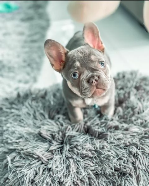 adorabile bulldog francese per regalo adozione[at][at]#-#