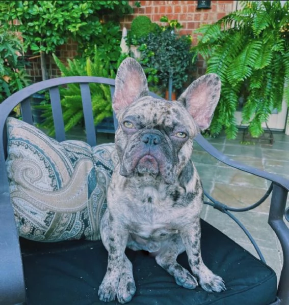  adorabile bulldog francese per regalo adozione&%&%&%&%