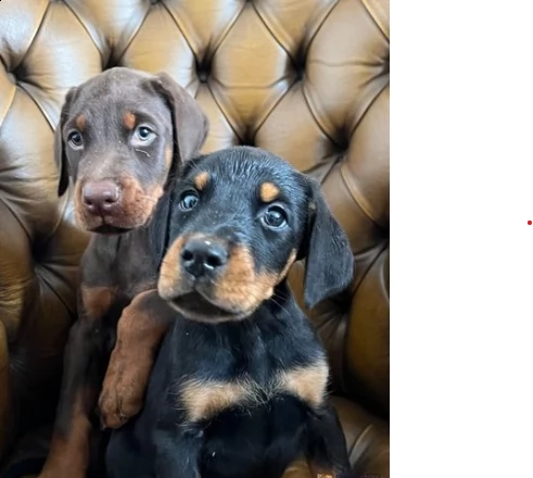 cucciolino di dobermann di tre mesi | Foto 0