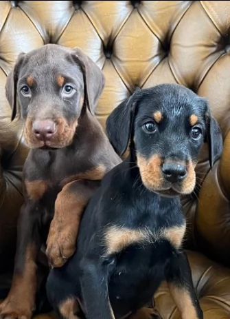 cucciolino di dobermann di tre mesi