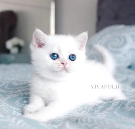 british shorthair bianco gattini