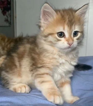 belli e sani siberiano gattini