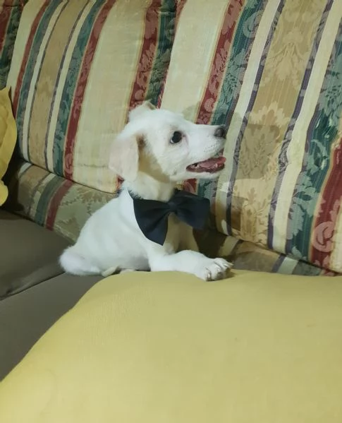 Cucciolo di taglia piccola a pelo corto raso  | Foto 2