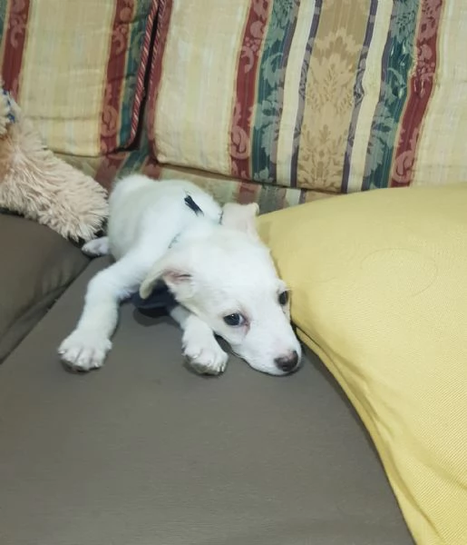 Cucciolo di taglia piccola a pelo corto raso 