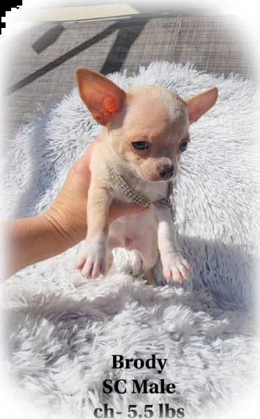 bellissimi cuccioli di chihuahua cucciolo di chihuahua toy maschio e femmina bianco brizzolato albic