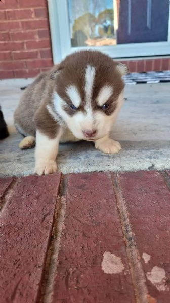  regalo cuccioli siberian husky maschio e femmina e-mail  (marieiris783[at]gmail[.com]) grazi  regalo cuc