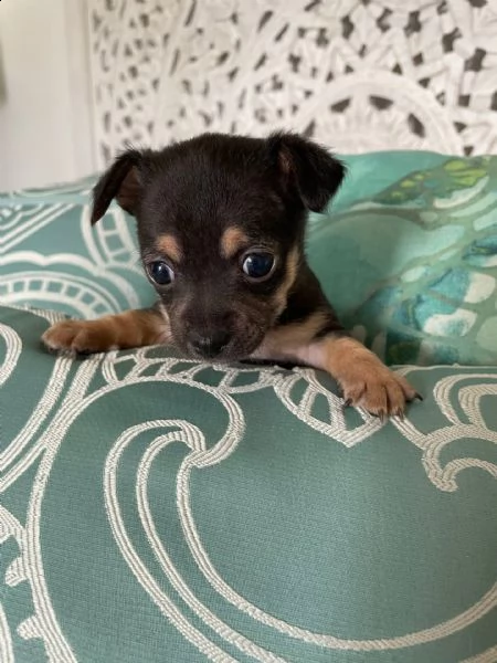 chihuahua cuccioli introvabili cuccioli di chihuahua intelligenti e dolcissimi attaccati al padrone 