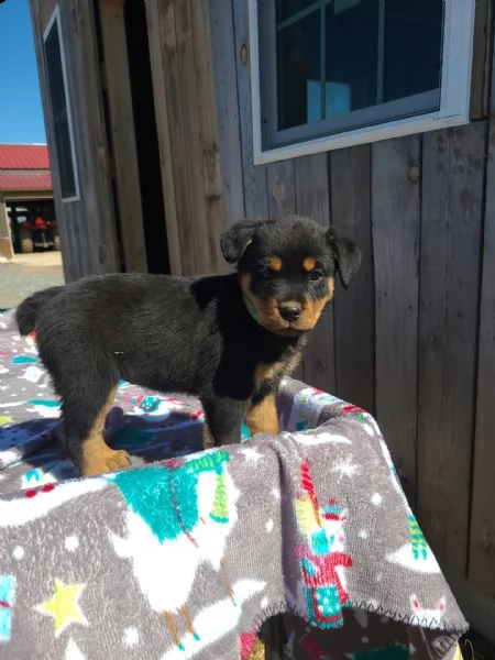  rottweiler cuccioli introvabili cuccioli di rottweiler intelligenti e dolcissimi attaccati al padro